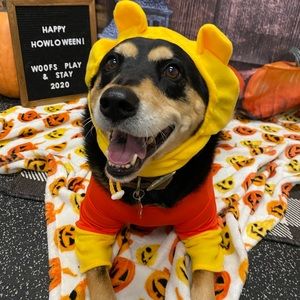 MEDIUM Winnie the Pooh costume!🧸